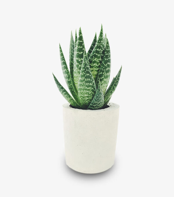 Potted Plant